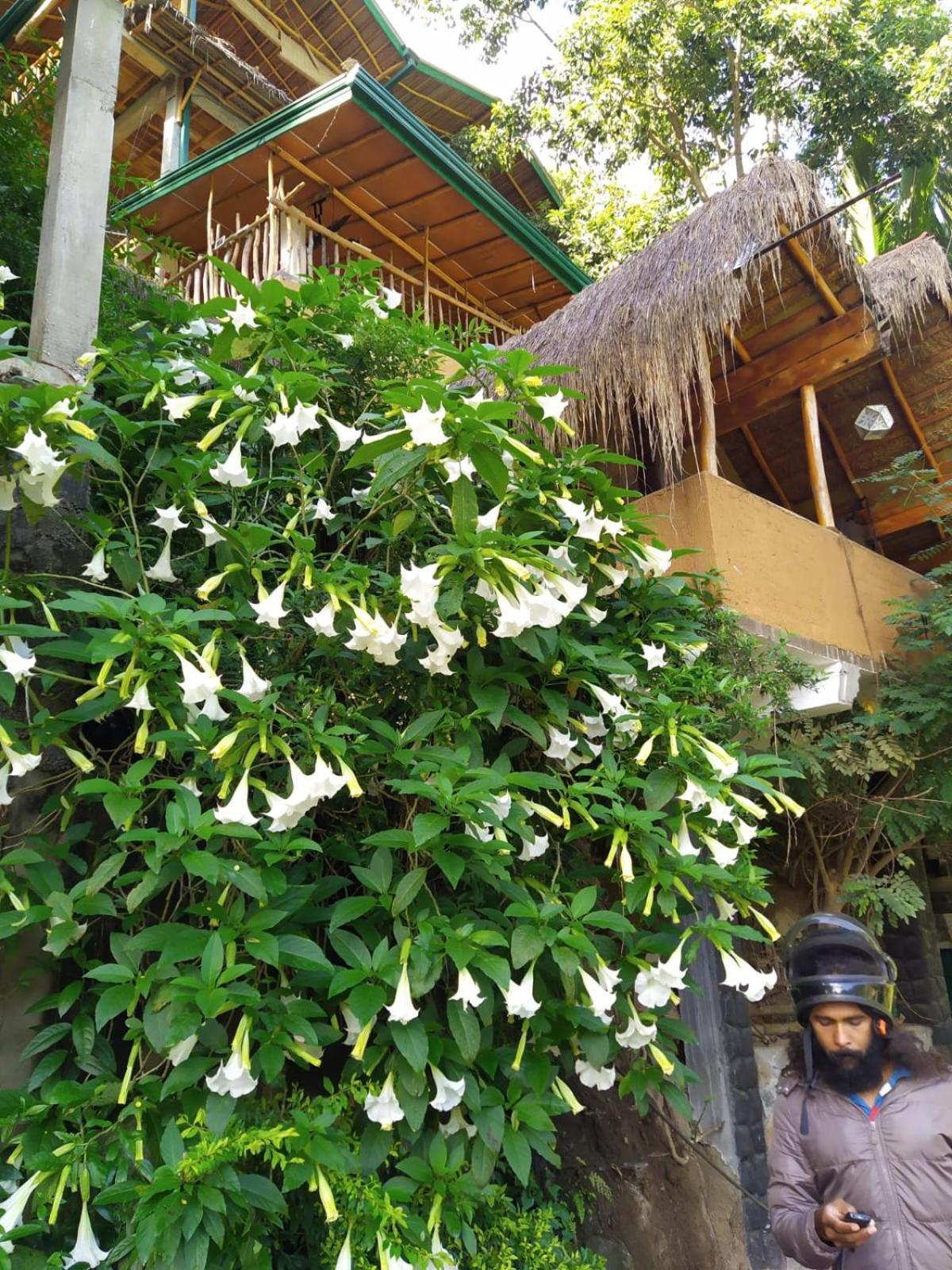 Hotel Ella Treehouse Exterior foto